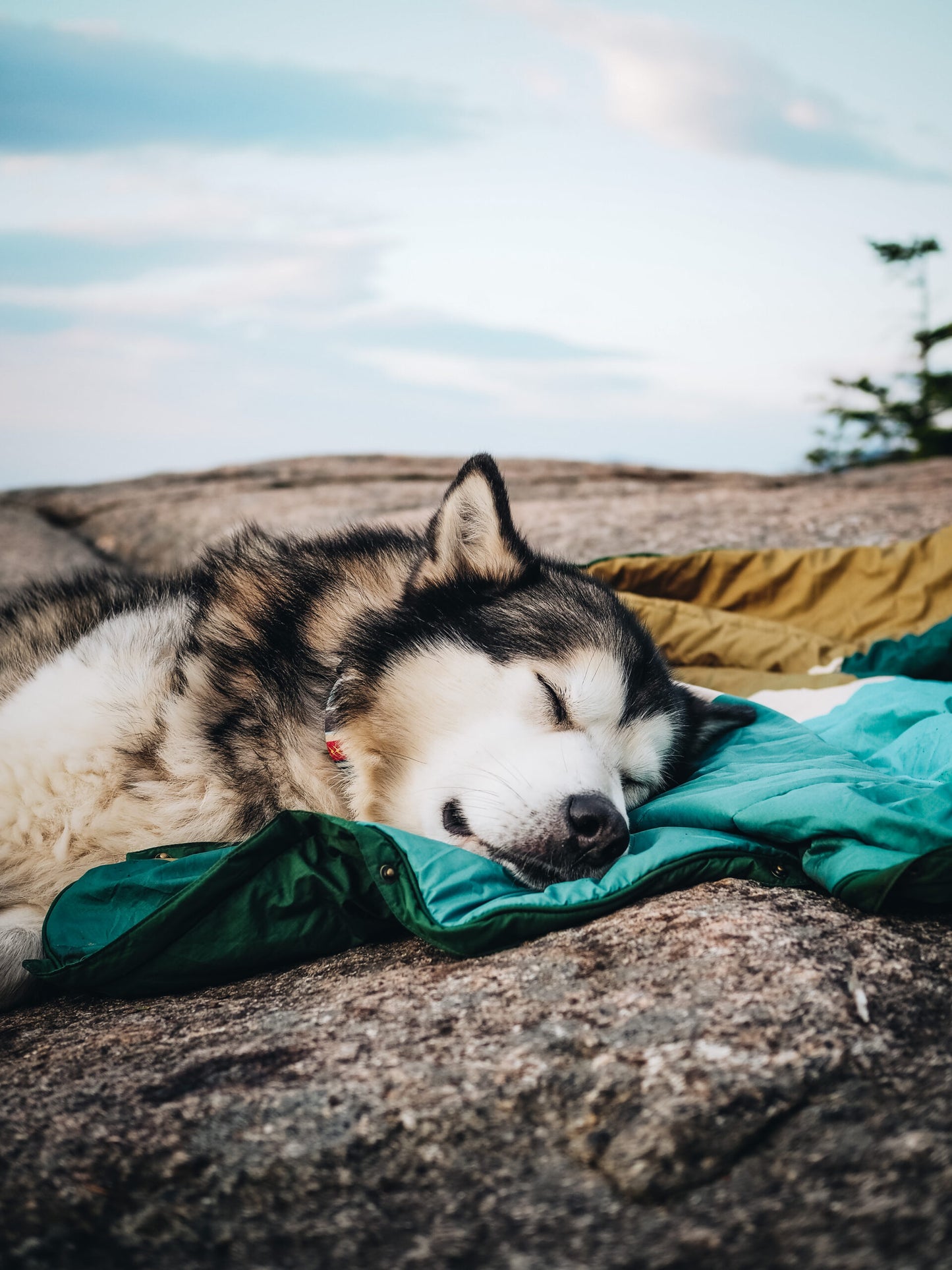 VOITED Pet Blanket monadnock